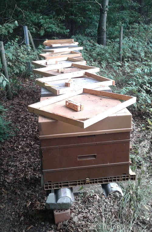 Entretien de saison sur les ruches